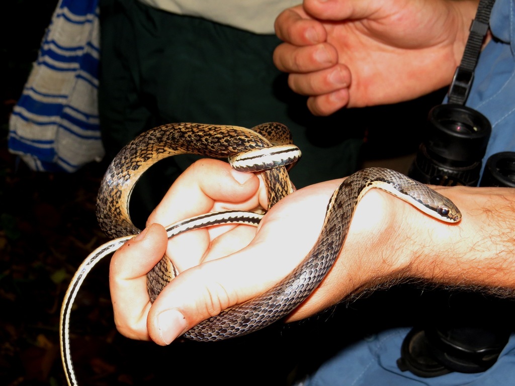 Eastern Rainforest Smooth Snake