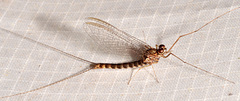 Siphlonuridae