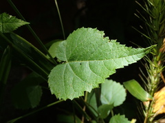 Tragia cordata