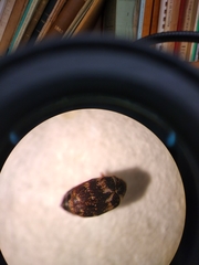 Anthrenus fuscus