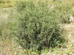 Thymelaea
