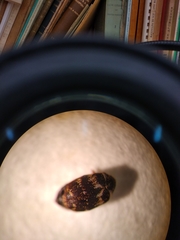 Anthrenus fuscus
