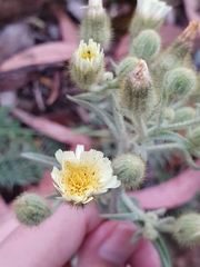 Andryala integrifolia