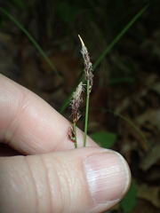 Carex lucorum