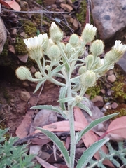 Andryala integrifolia