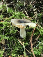 Russula occidentalis