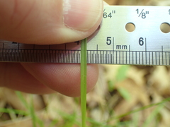 Carex lucorum