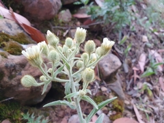 Andryala integrifolia