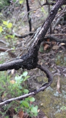 Hormiscium ericae