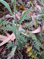 Andryala integrifolia