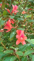 Rhododendron oldhamii