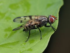 Otites formosa