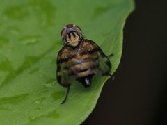 Otites formosa