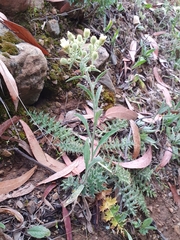 Andryala integrifolia