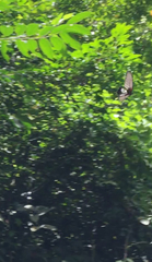 Papilio memnon agenor