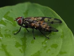 Otites formosa