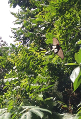 Papilio memnon agenor