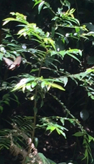 Papilio memnon agenor