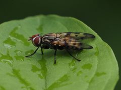 Otites formosa
