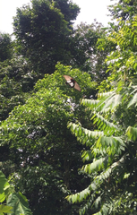 Papilio memnon agenor