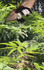 Papilio memnon agenor