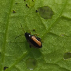 Phyllotreta ochripes