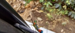 Paramastax duquei