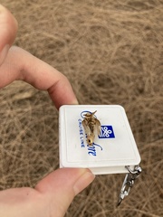 Noctuoidea