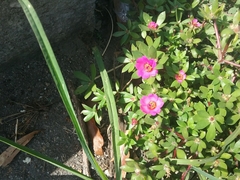 Portulaca amilis