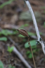 Cypripedium acaule image