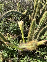 Cereus insularis