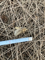 Noctuoidea