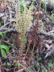 Umbilicus horizontalis