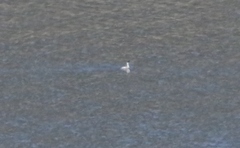 Aechmophorus clarkii