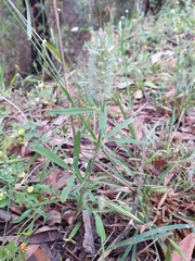 Image of Trifolium angustifolium