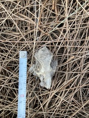 Rodentia