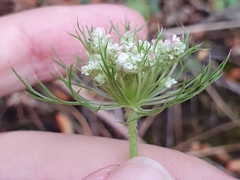 Apiaceae