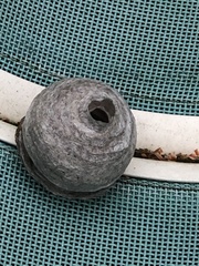 Dolichovespula arenaria