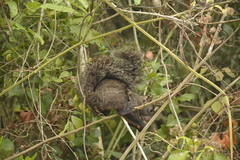 Sciurus yucatanensis