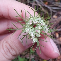Apiaceae