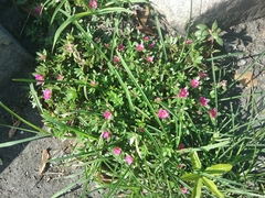Portulaca amilis
