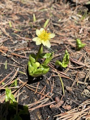 Caltha biflora