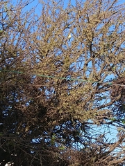 Spiza americana