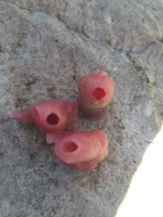 Haliclona mediterranea