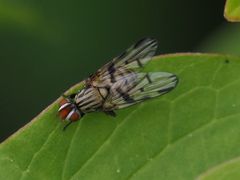 Otites formosa