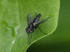 Phyllomya volvulus