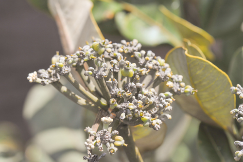 Schefflera umbellata