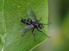 Phyllomya volvulus