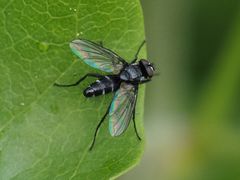Phyllomya volvulus