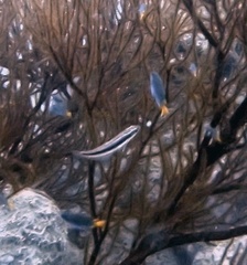 Lutjanus lemniscatus